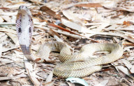 FEATURE - Zurück in die Freiheit: Tierschützer wildern Kobras und Netzpythons im indonesischen Harapan Forest of Jambi aus
