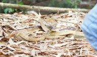 FEATURE - Zurück in die Freiheit: Tierschützer wildern Kobras und Netzpythons im indonesischen Harapan Forest of Jambi aus