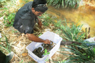FEATURE - Zurück in die Freiheit: Tierschützer wildern Kobras und Netzpythons im indonesischen Harapan Forest of Jambi aus
