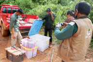 FEATURE - Zurück in die Freiheit: Tierschützer wildern Kobras und Netzpythons im indonesischen Harapan Forest of Jambi aus