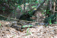 FEATURE - Zurück in die Freiheit: Tierschützer wildern Kobras und Netzpythons im indonesischen Harapan Forest of Jambi aus