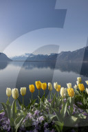 FEATURE - FrÃ¼hling am Genfersee in Montreux