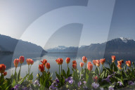 FEATURE - FrÃ¼hling am Genfersee in Montreux