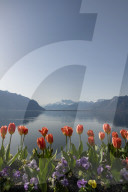 FEATURE - FrÃ¼hling am Genfersee in Montreux