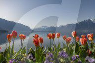 FEATURE - FrÃ¼hling am Genfersee in Montreux