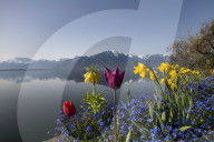 FEATURE - FrÃ¼hling am Genfersee in Montreux