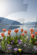 FEATURE - FrÃ¼hling am Genfersee in Montreux