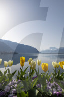FEATURE - FrÃ¼hling am Genfersee in Montreux