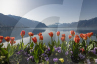 FEATURE - FrÃ¼hling am Genfersee in Montreux