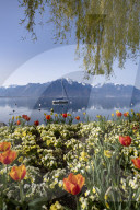 FEATURE - FrÃ¼hling am Genfersee in Montreux