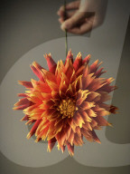 FEATURE - Künstlerin Michelle Nguyen kreiert ultra-realistische Blumen aus Zuckerguss