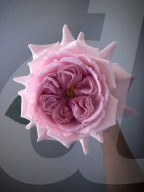 FEATURE - Künstlerin Michelle Nguyen kreiert ultra-realistische Blumen aus Zuckerguss