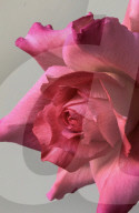 FEATURE - Künstlerin Michelle Nguyen kreiert ultra-realistische Blumen aus Zuckerguss