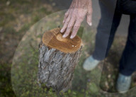 Man, 24, arrested over mass tree felling in Surrey
Police have been hunting suspect for a month, with up to 60 trees having been cut down