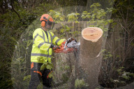 Man, 24, arrested over mass tree felling in Surrey
Police have been hunting suspect for a month, with up to 60 trees having been cut down