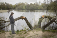 Man, 24, arrested over mass tree felling in Surrey
Police have been hunting suspect for a month, with up to 60 trees having been cut down