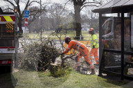Man, 24, arrested over mass tree felling in Surrey
Police have been hunting suspect for a month, with up to 60 trees having been cut down