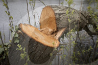 Man, 24, arrested over mass tree felling in Surrey
Police have been hunting suspect for a month, with up to 60 trees having been cut down