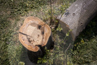 Man, 24, arrested over mass tree felling in Surrey
Police have been hunting suspect for a month, with up to 60 trees having been cut down