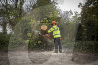 Man, 24, arrested over mass tree felling in Surrey
Police have been hunting suspect for a month, with up to 60 trees having been cut down