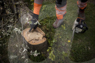 Man, 24, arrested over mass tree felling in Surrey
Police have been hunting suspect for a month, with up to 60 trees having been cut down