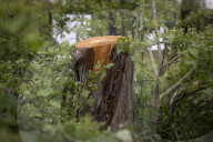 Man, 24, arrested over mass tree felling in Surrey
Police have been hunting suspect for a month, with up to 60 trees having been cut down