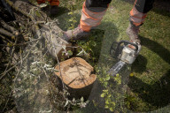 Man, 24, arrested over mass tree felling in Surrey
Police have been hunting suspect for a month, with up to 60 trees having been cut down