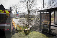 Man, 24, arrested over mass tree felling in Surrey
Police have been hunting suspect for a month, with up to 60 trees having been cut down