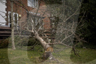 Man, 24, arrested over mass tree felling in Surrey
Police have been hunting suspect for a month, with up to 60 trees having been cut down