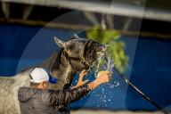 NEWS - Pferderennen: Vorbereitungen fürs Kentucky Derby vom Sonntag