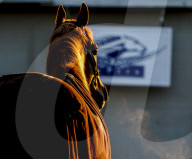 NEWS - Pferderennen: Vorbereitungen fürs Kentucky Derby vom Sonntag