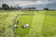 Women working in rice paddy fields at Lake Toba (Danau Toba), North Sumatra, Indonesia