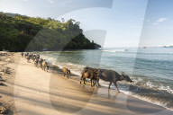 Water Buffalo on the beach at Sungai Pinang, near Padang in West Sumatra, Indonesia