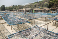 Fish drying in the fishing village at Tizit Beach, Dawei Peninsula, Tanintharyi Region, Myanmar (Burma), Asia