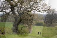 Activists fight to save 550-year-old oak threatened by new Shrewsbury road