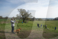 Activists fight to save 550-year-old oak threatened by new Shrewsbury road