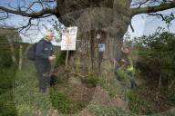 Activists fight to save 550-year-old oak threatened by new Shrewsbury road