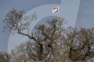 Activists fight to save 550-year-old oak threatened by new Shrewsbury road