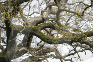 Activists fight to save 550-year-old oak threatened by new Shrewsbury road