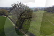 Activists fight to save 550-year-old oak threatened by new Shrewsbury road