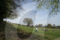 Activists fight to save 550-year-old oak threatened by new Shrewsbury road