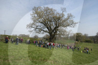 Activists fight to save 550-year-old oak threatened by new Shrewsbury road