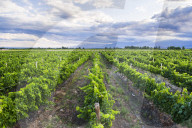 Vineyards at Bodega La Azul, a winery in Uco Valley (Valle de Uco), a wine region in Mendoza Province, Argentina