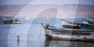 Peruvian Pelican (Pelecanus Thagus), Paracas, Ica, Peru