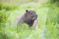 Capybara (Hydrochoerus hydrochaeris), Ibera Wetlands (aka Ibera Marshes), a marshland area in Corrientes Province, Argentina
