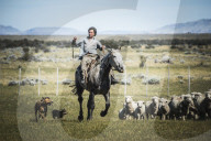 Gauchos riding horses to round up sheep, El Chalten, Patagonia, Argentina