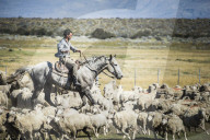 Gauchos riding horses to round up sheep, El Chalten, Patagonia, Argentina