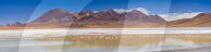 Flamingos at Laguna Hedionda, a salt lake area in the Altiplano of Bolivia