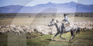 Gauchos riding horses to round up sheep, El Chalten, Patagonia, Argentina
