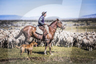 Gauchos riding horses to round up sheep, El Chalten, Patagonia, Argentina